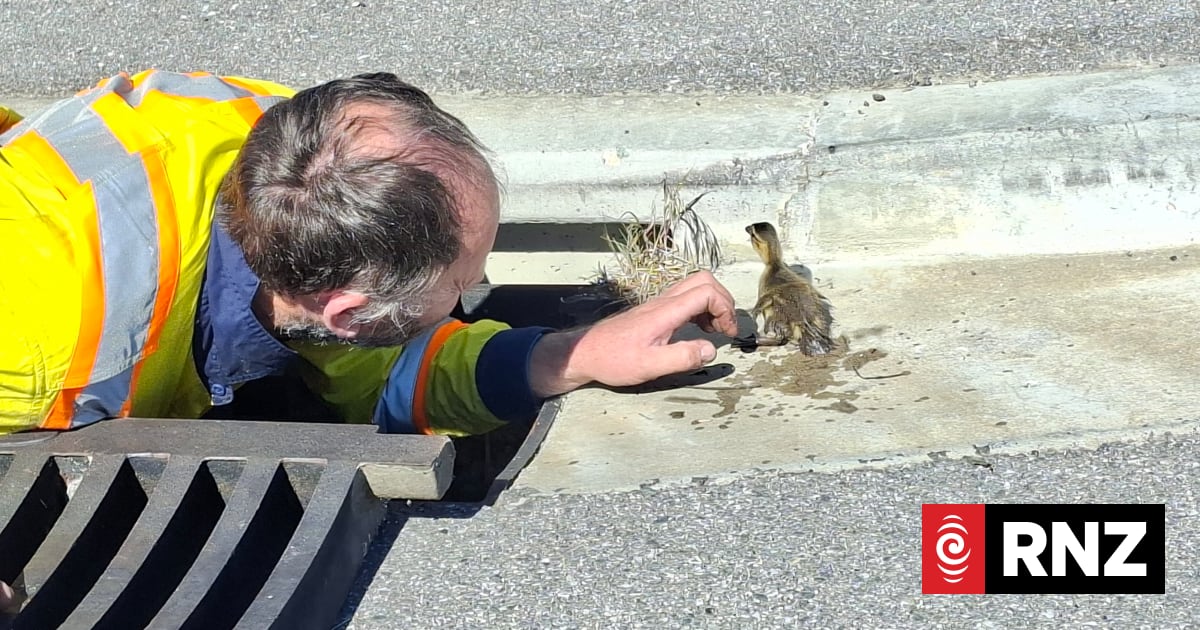 Ducklings down a drainpipe rescued by contractors in Central Otago