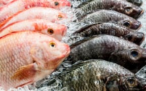 Fresh fish in the market