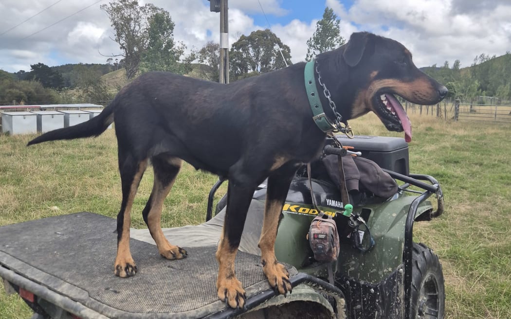 At a year old, Miley's done most of her growing though she's on the smaller side for her breed.