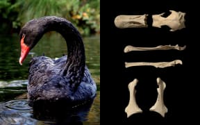 A black swan in Christchurch, left, and bones from the extinct poūwa - newly identified as a separate species.