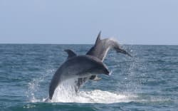 Dolphins frolicking in the Bay of Islands.