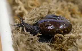 Powelliphanta augusta snails and eggs.