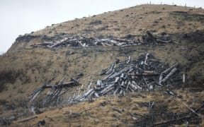 Taloga Bay, heavy rain forced piles of wood onto farmland. Logs seen on hillsides.