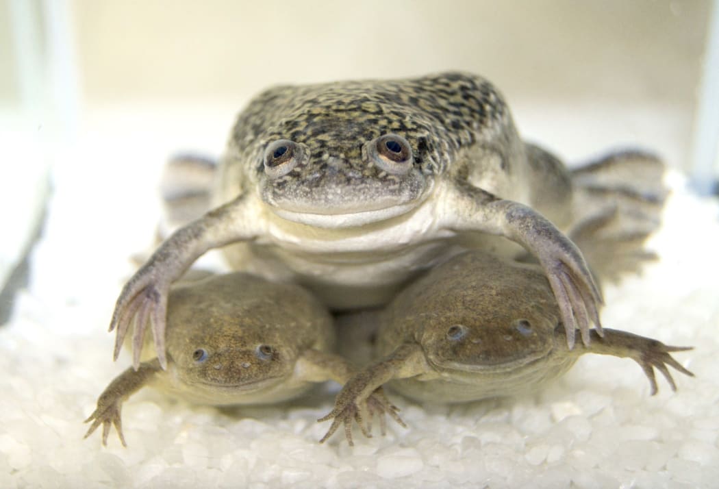 The African clawed frog (shown here on top) is a a common research subject whose genome was sequenced in 2016.
