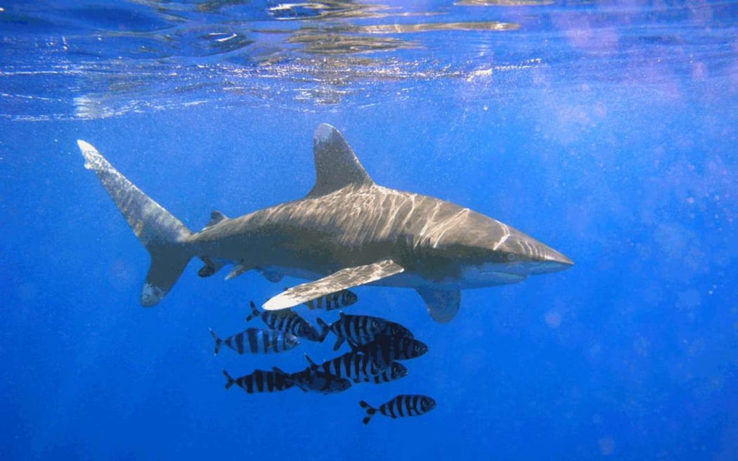 The oceanic whitetip shark.
