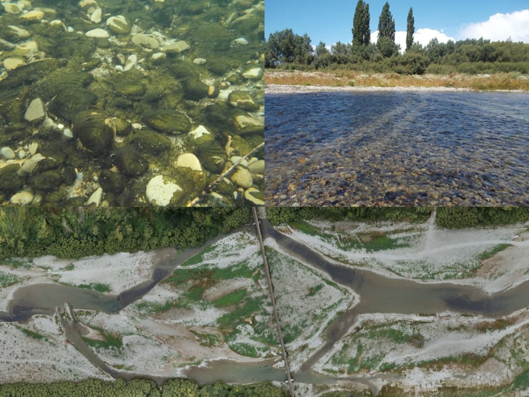Phormidium in Opihi River.