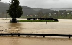 Cattle trapped in flooding in Northland.