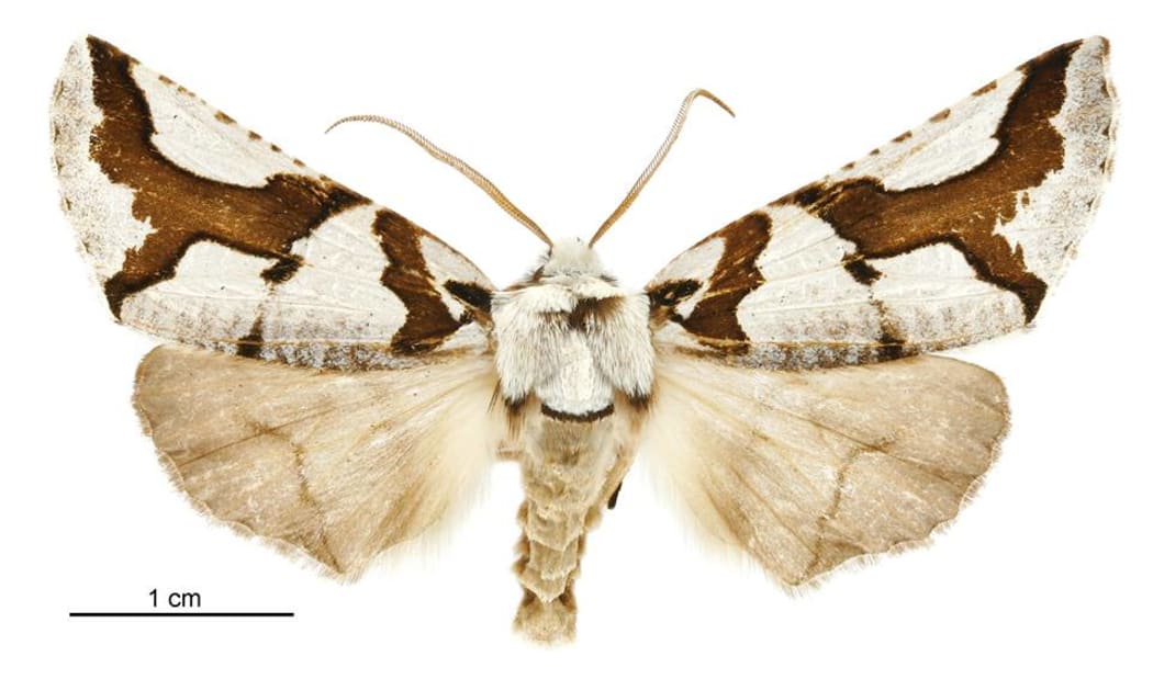 South Island lichen moth (Declana egregia)