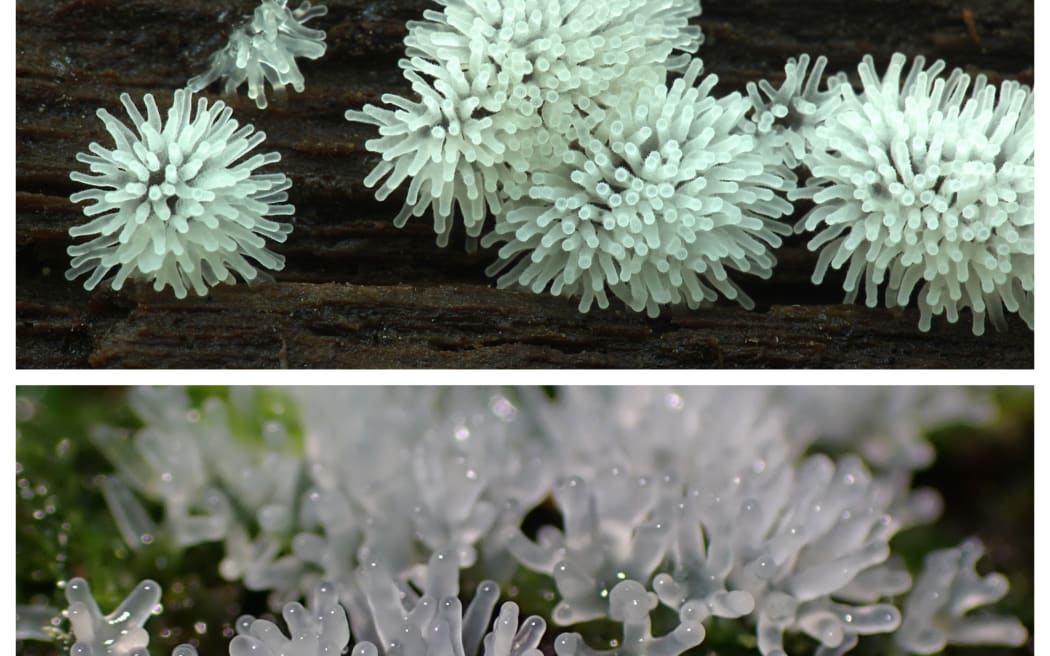 Slime mould - ceratiomyxa fruticulosa