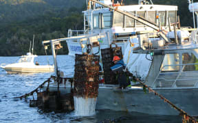 Oyster cages being pulled from Big Glory Bay.