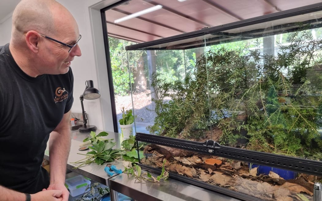 Ōtorohanga Kiwi House wildlife manager Mathew Ronaldson looking into one of the lab's larger habitats for Mahoenui giant wētā, where they put pairs for breeding.