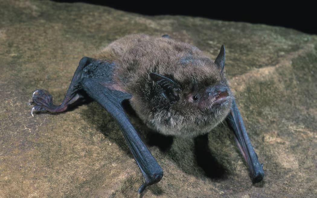 Scientists believe there are only about 10,000 Southern Myotis left in Australia. (Supplied: DCCEEW)
