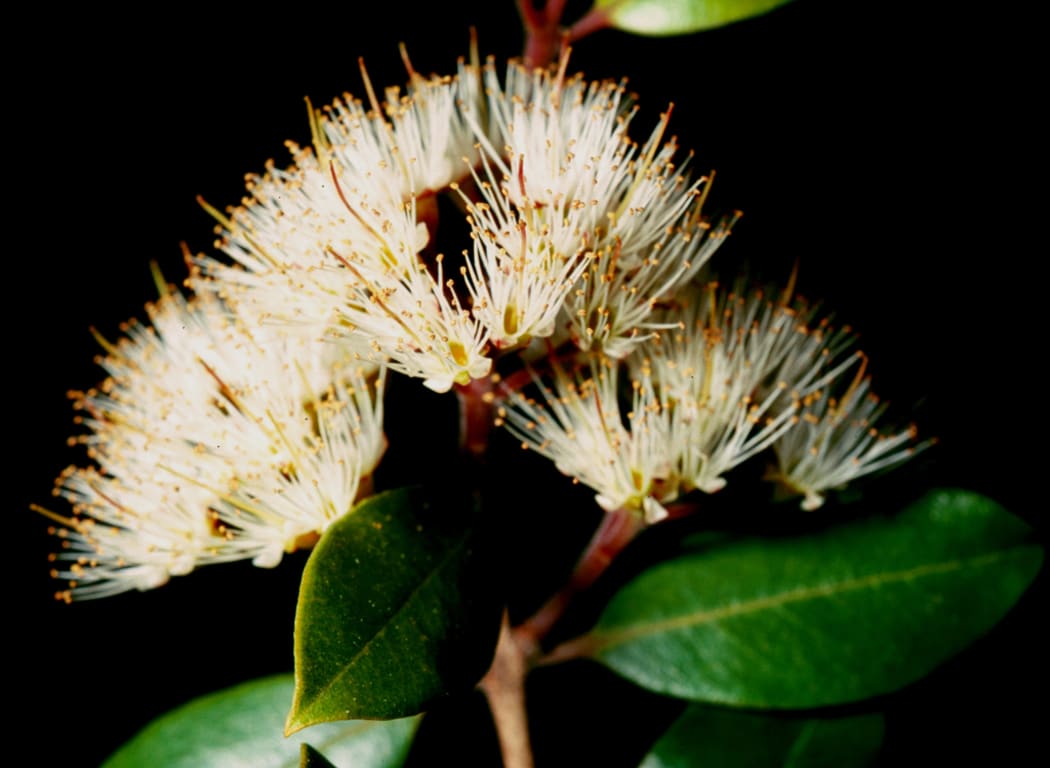 The white flowers of the rātā moehau.