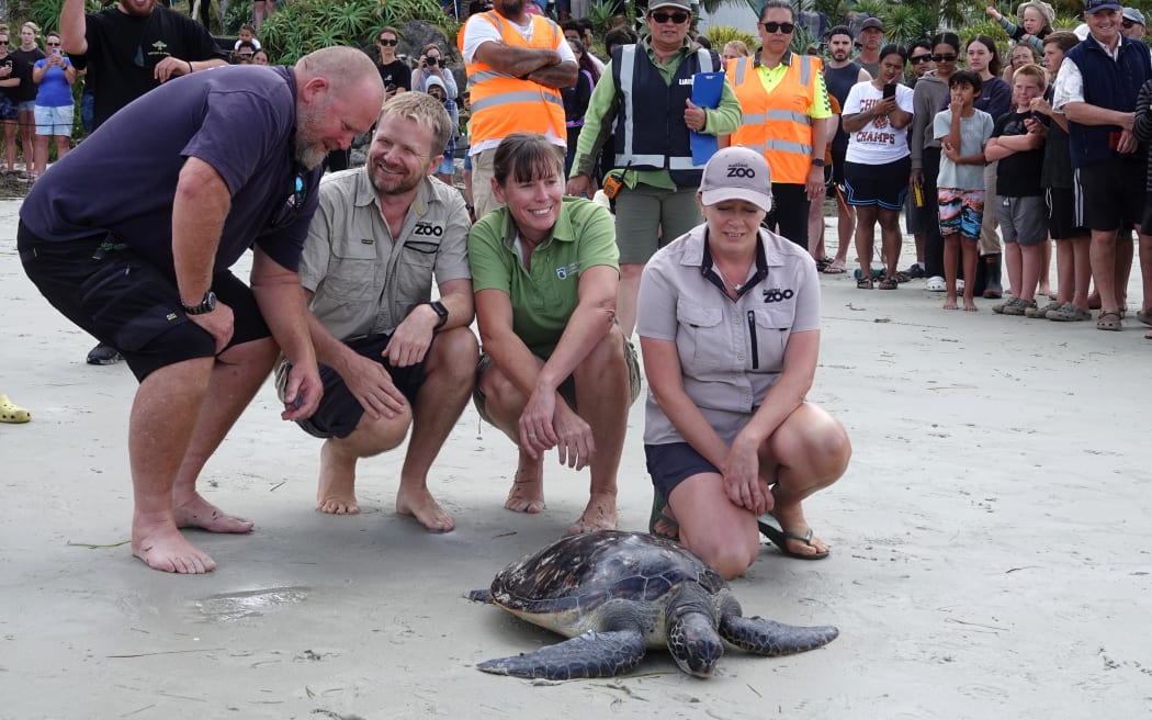 Only one of the turtles was in no hurry to return to the sea.