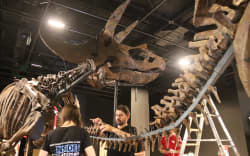 Staff assembling the Triceratops herd.