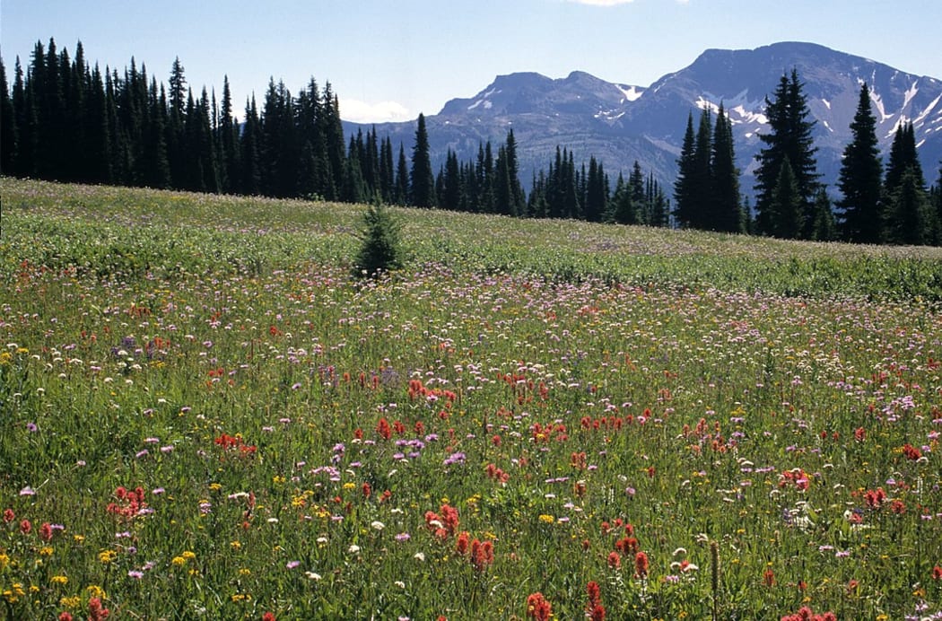 Flower meadows, Trophy Mountain