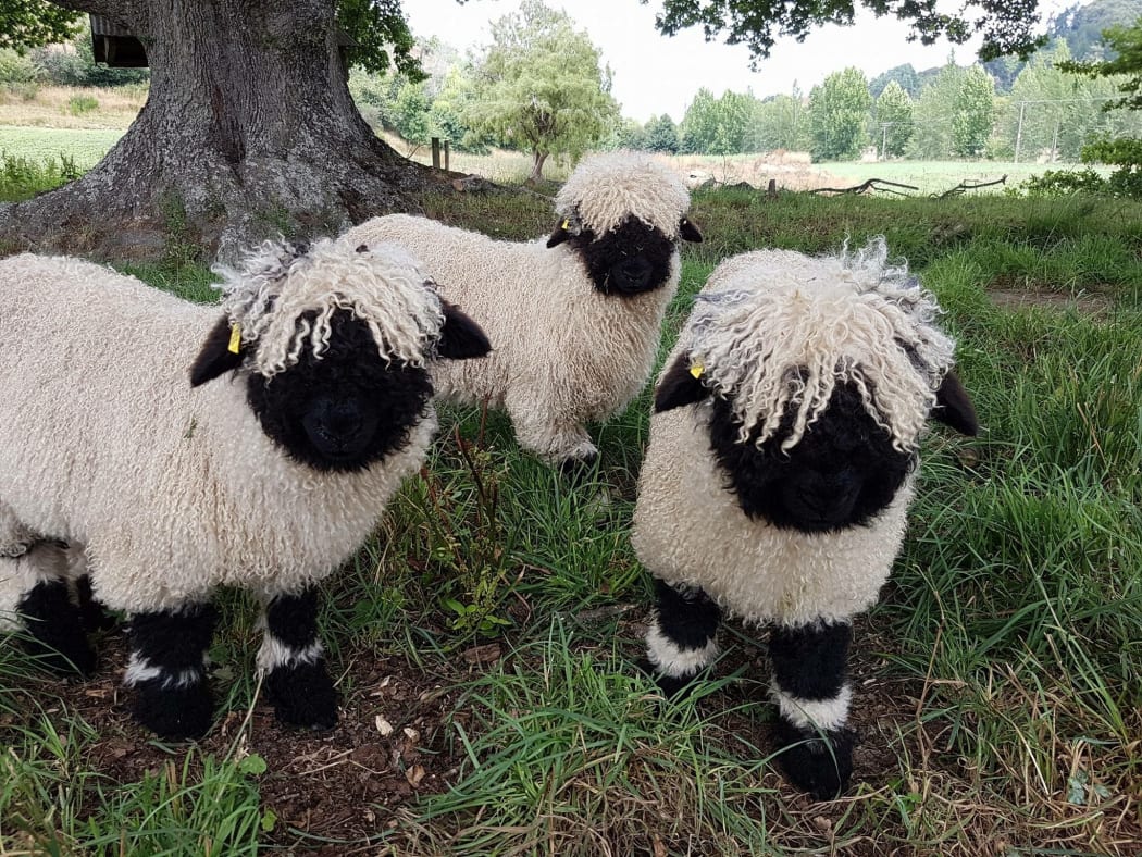 The cutest sheep in the world' turns heads in Christchurch | RNZ News