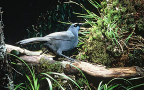 A North Island kokako.