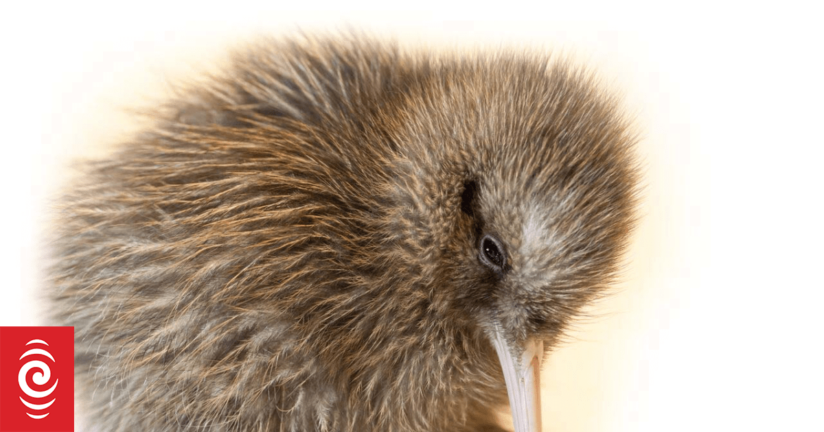 Operation Nest Egg making Ōkārito Forest safe breeding ground for rowi kiwi