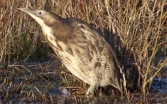 Australasian bittern