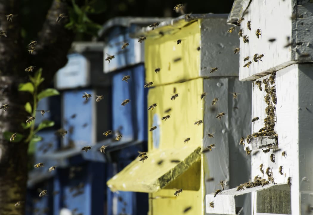 Honey output has plummeted.
