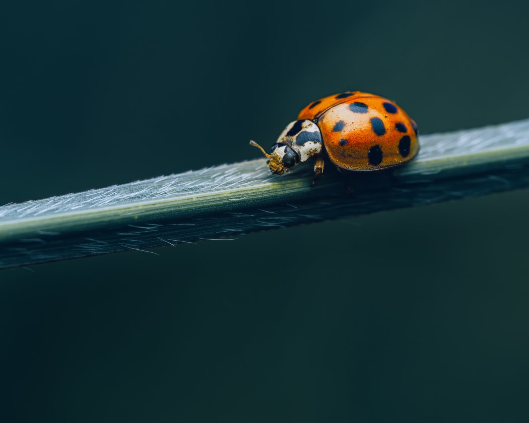 The Harlequin ladybird