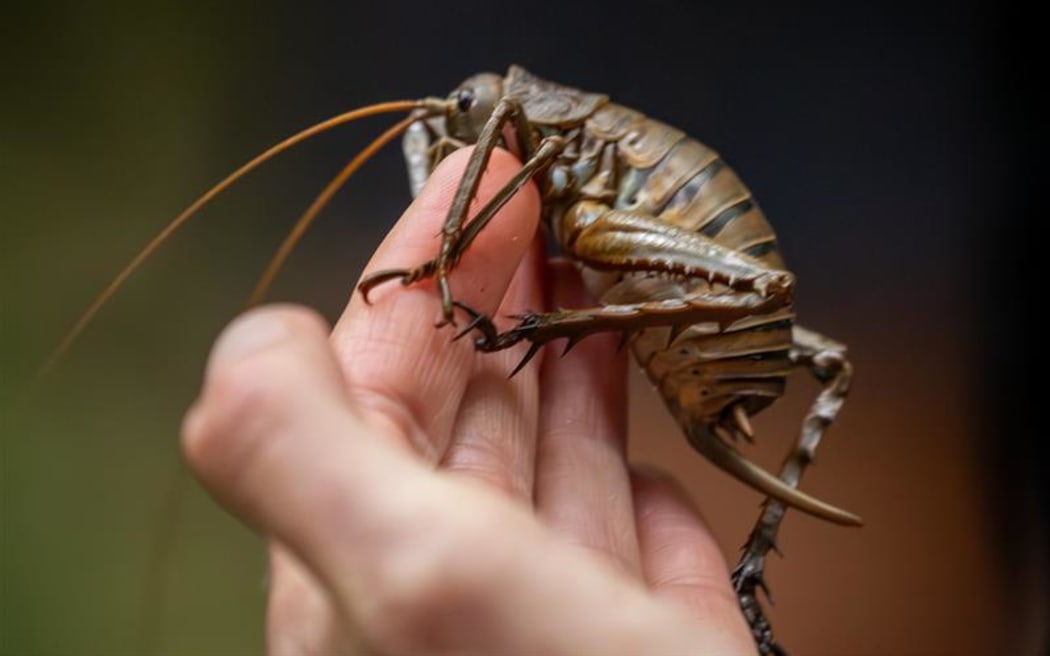 Mahoenui giant wētā come in two colour morphs - dark brown and a speckled gold.