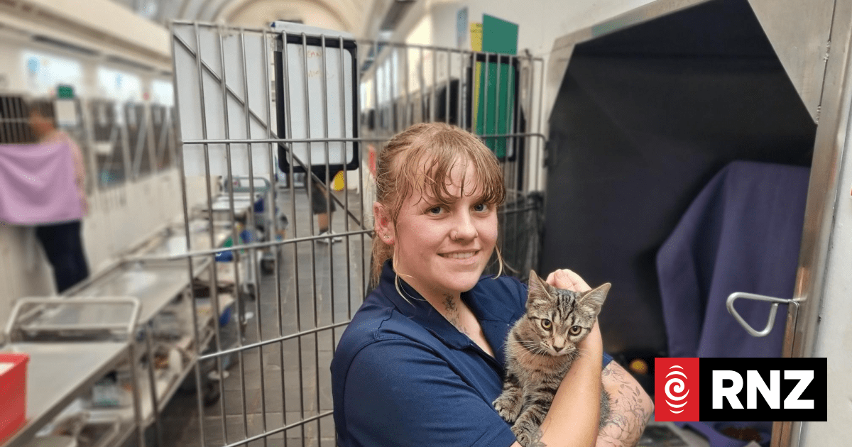 More than 30 kittens available for adoption at south Auckland animal shelter