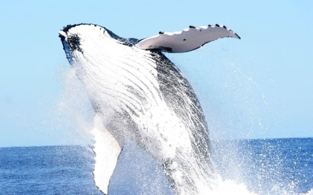 Humpback whale