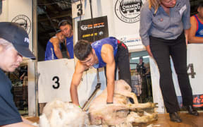 The team in action at the recent NZ Shearing champs