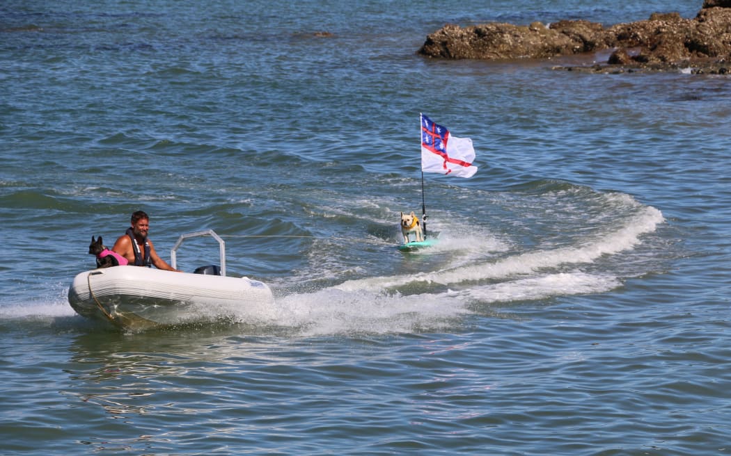 Bosco the French bulldog, known for ripping it up on his surfboard, returned to the moana in Paihia this Waitangi Day, flying the He Whakaputanga flag ahead of the annual waka celebrations.