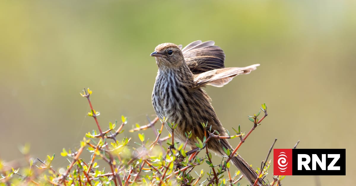 Native bird spotted in Wellington for first time in about 70 years
