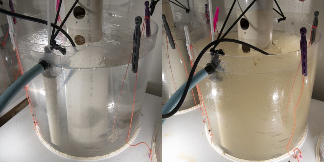 The deep sea stony coral Goniocorella dumosa, was subjected to four levels of sediment in an experiment run at NIWA. The tank on the left is the control with no sediment, and the right tank holds 50 mg/liltre, which equates to natural levels in some areas of the coral's habitat.