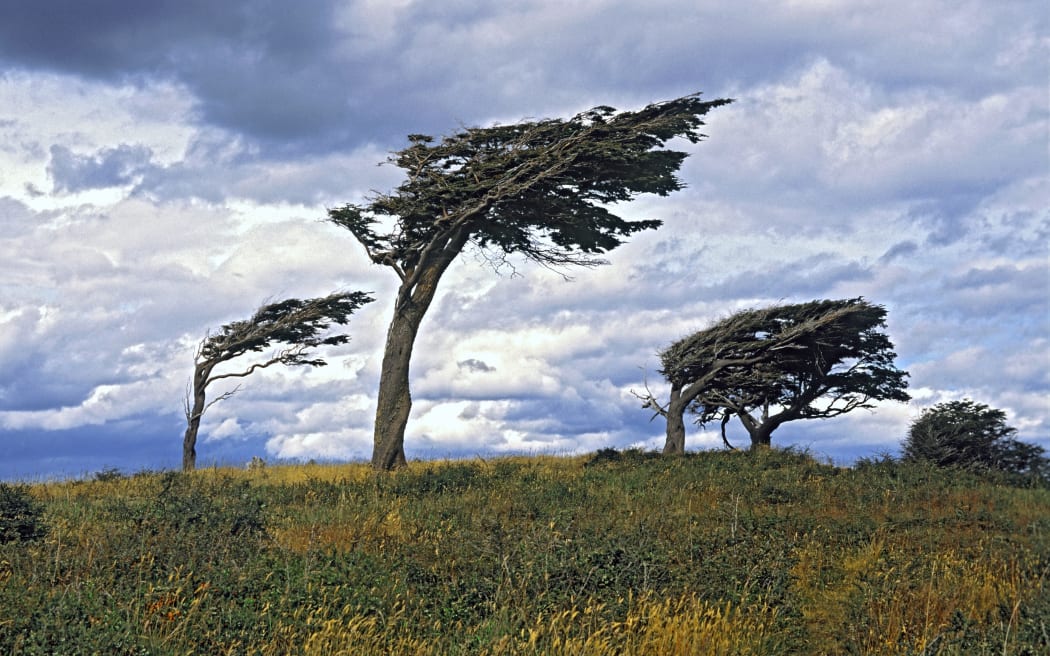 Bent flag trees in Argentina