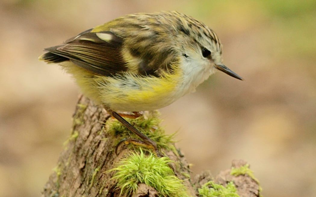 The rifleman is New Zealand's smallest bird.