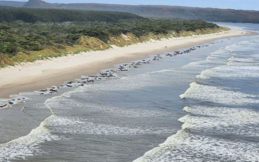 Whale stranding in Tasmania - 21 September 2022