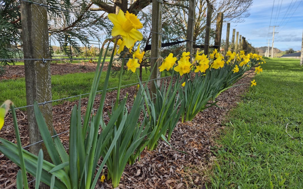Daffodils have started to bloom.