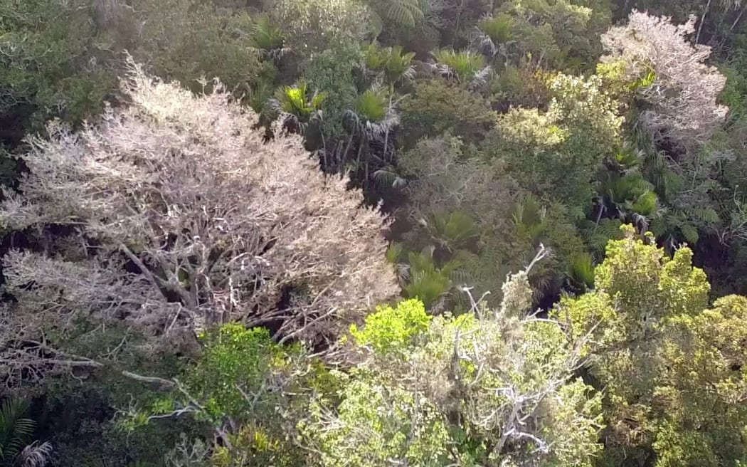 Drone footage of the dying trees seen in Northland forests.