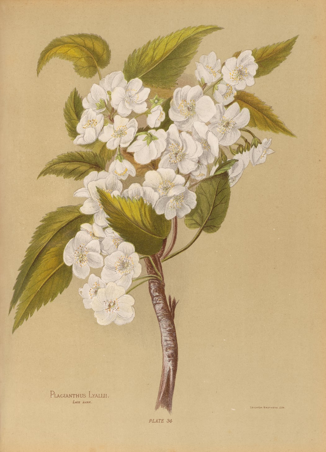THE NATIVE FLOWERS OF NEW ZEALAND, 1888/1889
Plagianthus lyallii, Plate 34. From the English edition (1888), London
Georgina Hetley