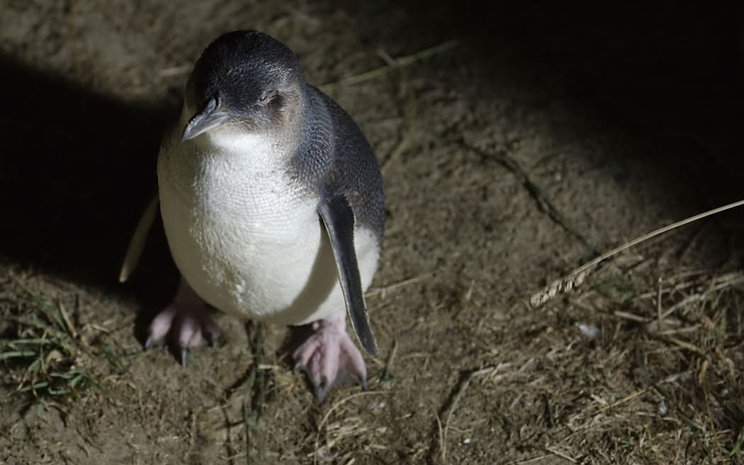 The little blue penguin is the world's smallest penguin, and generally comes ashore at night.
