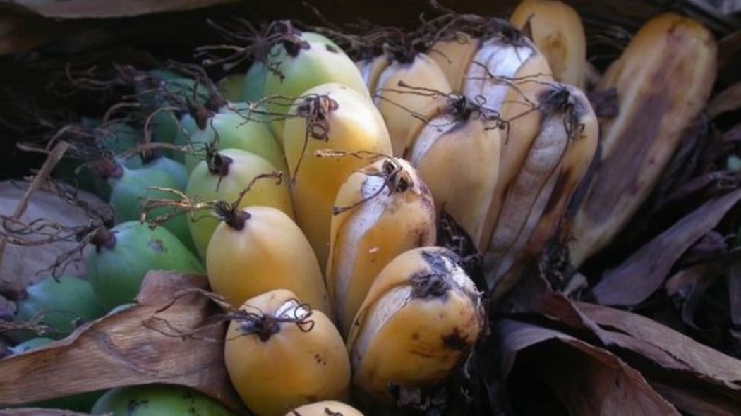 The Madagascan banana, which has evolved in isolation on an island cut off from the mainland.