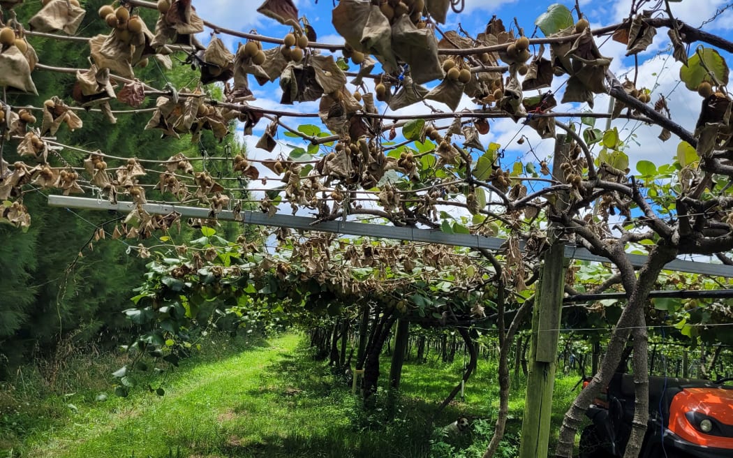The effects of Cyclone Gabrielle are still hammering Te Tairāwhiti kiwifruit growers a year after the event. as vines which looked health in summer are collapsing.
