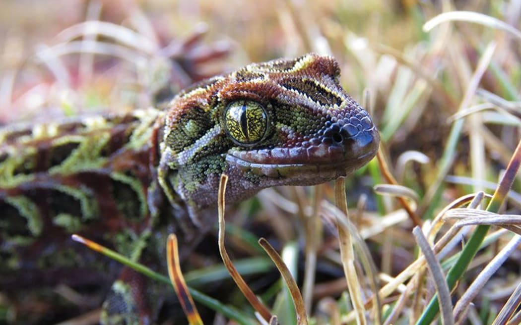 A Harlequin Gecko on Rakiura/ Stewart Island.