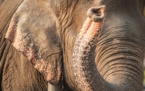 Closeup picture of an elephant head.