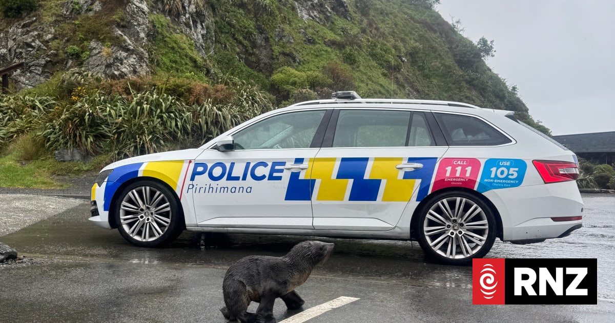Seal pup who crossed busy Wellington road receives police escort back to water