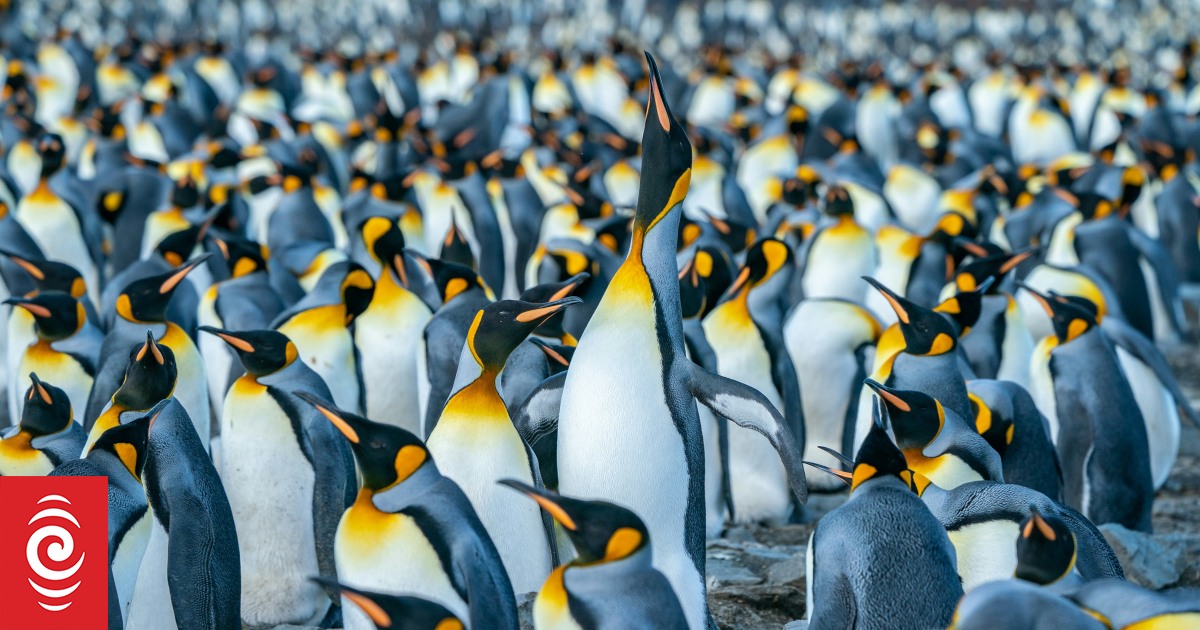 South Georgia: Bird flu infects penguins at famous wildlife haven - Vimarsana News