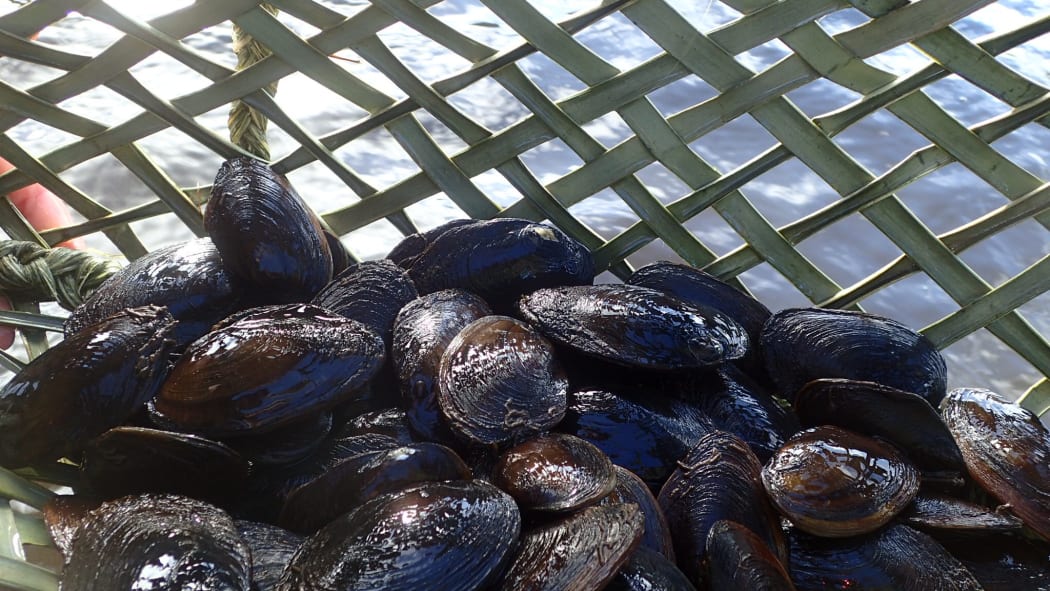 It didn't take long to collect a kete worth of kakahi for the translocation to Zealandia.