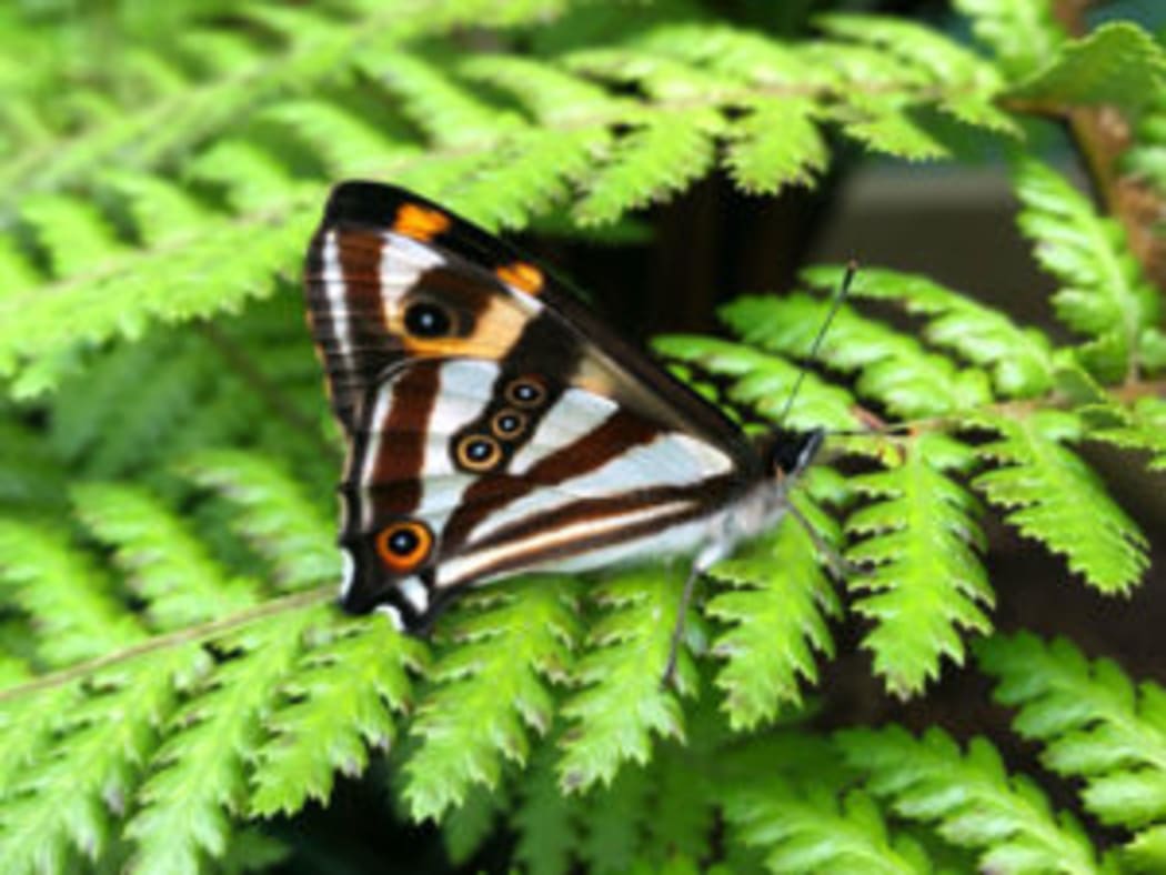 Forest Ringlet Butterfly