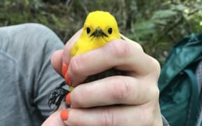 A close-up of a small bright yellow bird being clutched in a person's hand.
