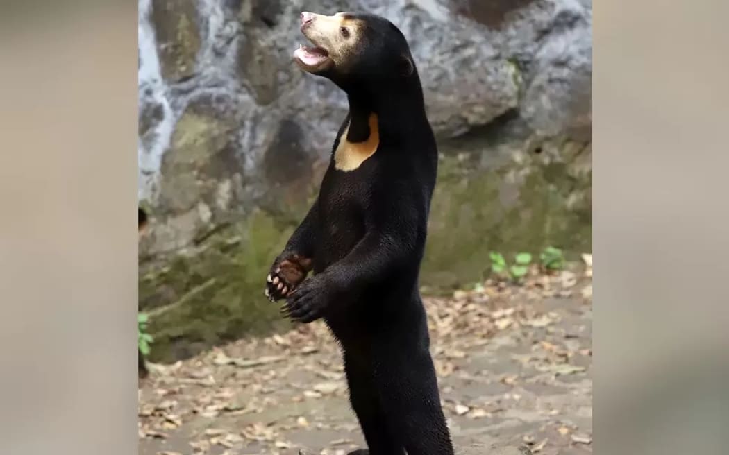 A video of a sun bear in Hangzhou Zoo standing on its hind legs has gone viral online